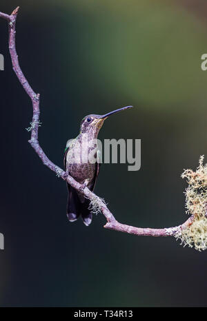 Weibliche Talamanca Kolibri auf einer Stange gegen einen dunklen Hintergrund Stockfoto