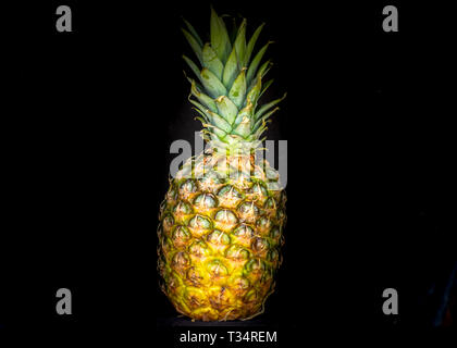 Ananas vor einem schwarzen Hintergrund geschossen, so dass sie aus der Finsternis wird angezeigt. Stockfoto