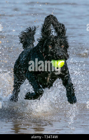 Southport, Merseyside, UK. Hunde Tag heraus. 6. April 2019. Einen wunderschönen sonnigen und warmen Tag als ein drei Jahre altes Cockapoo namens Poppy der beste Tag hat jemals, wie sie läuft durch die Gezeiten- Wasser am Strand entlang in Southport, Merseyside. Credit: cernan Elias/Alamy leben Nachrichten Stockfoto