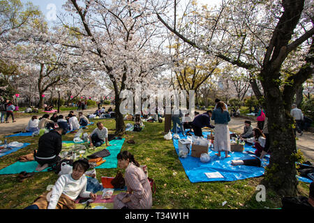 Gruppen von japanischen Leute sitzen auf Kunststoff blau Matten in Picknicks unter den Kirschblüten Bäume an der Nishinomaru Garten in der Burg von Osaka. Traditionelle Kirschblüte anzeigen, Hana-mi, gehört, dass ein Picknick unter ihnen. Stockfoto