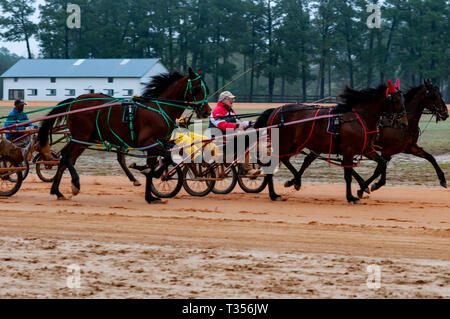 Pinehurst, North Carolina, USA. 3 Apr, 2019. April 6, 2019 - Pinehurst, N.C., USA - Treiber üben ihre Pferde in einem frühen Morgennebel vor dem 70. jährlichen Frühling Matinee Kabelbaum Rennen durch die Pinehurst Fahren & Training Verein gefördert, an der Pinehurst Kabelbaum Track, Pinehurst, North Carolina. Rennen in diesem Jahr der 104. Jahrestag der Spur zu gedenken. Credit: Timothy L. Hale/ZUMA Draht/Alamy leben Nachrichten Stockfoto