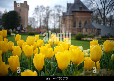 Brüssel. 6 Apr, 2019. Foto auf April 6, 2019 zeigt Tulpen an groot-bijgaarden Schloss in einem Vorort von Brüssel, Belgien. 16 Floralia Brüssel, eine Feder flower show, Samstag am Groot-Bijgaarden Schloss und dauert bis Mai 5. Über eine Million Blumen von fast 500 Sorten sind während der Flower Show präsentiert. Credit: Zhang Cheng/Xinhua/Alamy leben Nachrichten Stockfoto