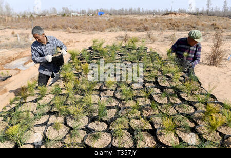 Yulin, Shaanxi Chinas Provinz. 4 Apr, 2019. Die Landwirte vermitteln Setzlinge der Mongolischen Föhren bei Maotuan Dorf Jingbian County in Yulin Stadt im Nordwesten der chinesischen Provinz Shaanxi, 4. April 2019. Wald Abdeckungsrate in Yulin, die von schwere Bodenerosion und Wüstenbildung litten, erreicht 33 Prozent dank der Aufforstung in den vergangenen 60 Jahren mit einem Ergebnis von über 93.24 Prozent der desertified Land unter Kontrolle gebracht werden. Die Stadt plant 690.000 Mu (ca. 46.000 ha) der Bäume in 2019. Credit: Liu Xiao/Xinhua/Alamy leben Nachrichten Stockfoto