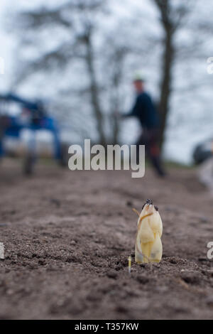 Elbe Parey, Deutschland. 05 Apr, 2019. Der Kopf einer Spargel hat durch einen Damm gebrochen. Den Spargel Ernte hat in den Bereichen der landwirtschaftlichen Genossenschaft begonnen. Credit: Klaus-Dietmar Gabbert/dpa-Zentralbild/dpa/Alamy leben Nachrichten Stockfoto