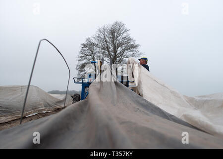 Elbe Parey, Deutschland. 05 Apr, 2019. Eine Ernte Arbeiter Orte, die Planen der Spargel Protokolle über den Spargel Spinne auf einem spargelfeld vom Hohenseeden landwirtschaftlichen Kooperative. Den Spargel Ernte hat in den Bereichen der landwirtschaftlichen Genossenschaft begonnen. Credit: Klaus-Dietmar Gabbert/dpa-Zentralbild/dpa/Alamy leben Nachrichten Stockfoto