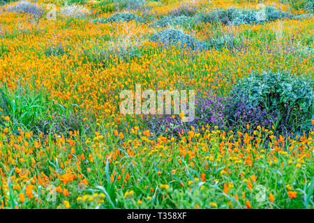 Lebendige Mohn blüht auf einem Hügel in Lake Elsinore Bounce zu der sanften Brise während einer hellen Tag. Stockfoto