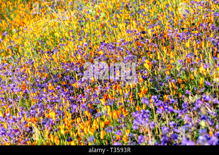 Lebendige Mohn blüht auf einem Hügel in Lake Elsinore Bounce zu der sanften Brise während einer hellen Tag. Stockfoto