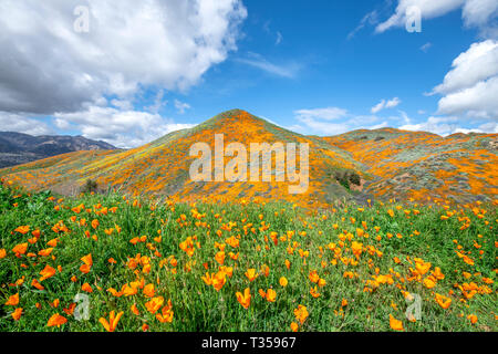 Lebhaften orange Mohn mit lila Blumen blühen auf einem Hügel in Lake Elsinore Bounce zu der sanften Brise während einer hellen Tag gemischt. Stockfoto