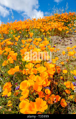 Lebhaften orange Mohn mit lila Blumen blühen auf einem Hügel in Lake Elsinore Bounce zu der sanften Brise während einer hellen Tag gemischt. Stockfoto