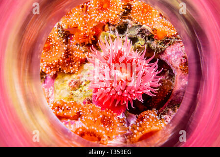 Eine rote wuchernden Anemone Schuß mit einer Kamera Magic Tube die Reflexionen der Farbe der Tiere direkt aus der Kamera zu erfassen. Stockfoto