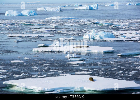 Lobodon carcinophagus Krabbenesser, auf Eis in der Nähe von Crystal Sound und die Bisoce Inseln in der Nähe des Polarkreises. Stockfoto