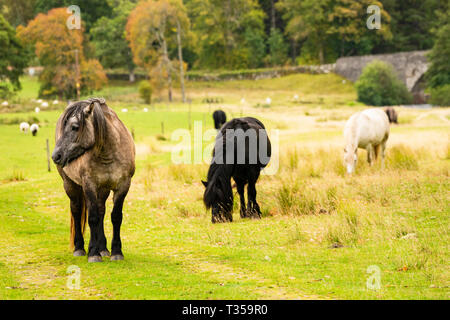 Pferde, die in einem Feld in der Nähe von Cassley fällt bei Invercassley, Lairg, Schottland. Stockfoto