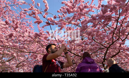 Rosa Kirschblüten Bäume und Mann mit Ohrhörern und Smartphone fotografieren die Farbe Explosion in einem Park im Frühling. Kopenhagen, Dänemark - 5. April Stockfoto