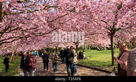 Rosa Kirschblüten Bäume mit Menschen genießen die Farbe Explosion in einem Park im Frühling. Kopenhagen, Dänemark - April 5, 2019 Stockfoto