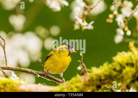 Männliche siskin und Schlehe blühen im Frühling in Mid Wales Stockfoto