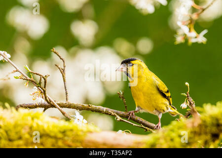 Männliche siskin und Schlehe blühen im Frühling in Mid Wales Stockfoto