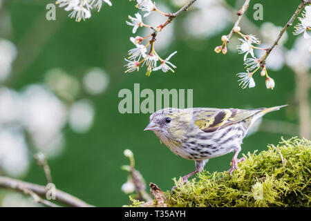 Frau Zeisig und Schlehe blühen im Frühling in Mid Wales Stockfoto