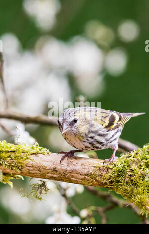 Frau Zeisig und Schlehe blühen im Frühling in Mid Wales Stockfoto