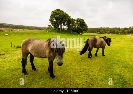 Pferde, die in einem Feld in der Nähe von Cassley fällt bei Invercassley, Lairg, Schottland. Stockfoto