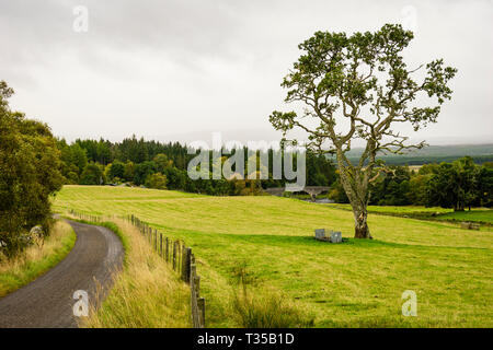 Ein einsamer Baum steht in der Mitte ein Feld an Invercassley, Schottland. Stockfoto