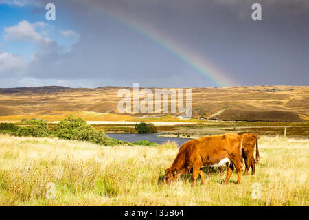 Grasende Kühe gegen einen Regenbogen Kulisse im nördlichen Schottland. Stockfoto