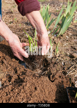 Gärtner pflanzen Liatris spicata var. Kobold. Stockfoto