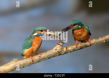 Kingfisher Fisch pass courtship Ritual männlichen Fütterung ein Fisch auf die weibliche Stockfoto