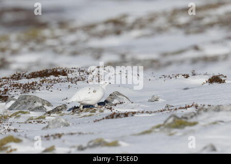 Rock Ptarmigan, Lagopus mutus, weiblich zu Fuß über Schnee Stockfoto