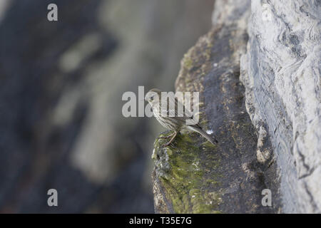 Rock Pieper, Anthus petrosus, auf einer Klippe Rand Stockfoto