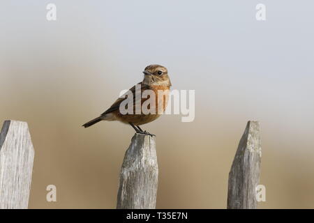 Weibliche Europäische Schwarzkehlchen, Saxicola rubicola, auf Zaun Pfosten Stockfoto