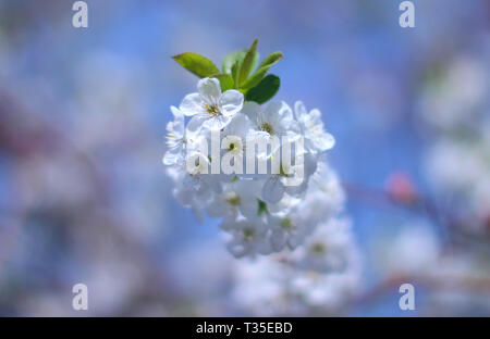 Kirschbaum in Blüte Stockfoto