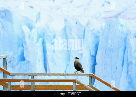 Southern Crested Karakara Vogel auf dem Boardwalk Geländer mit Perito Moreno Gletscher im Hintergrund, El Calafate, Patagonien, Argentinien Stockfoto