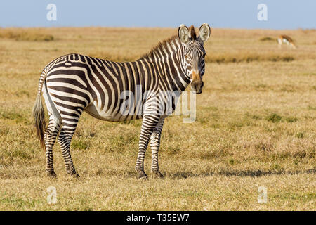 Eine einzelne Ebenen zebra im offenen Grasland Across, Seitenansicht, Querformat, Ol Pejeta Conservancy, Laikipia, Kenia, Afrika Stockfoto