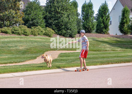 Eine Grube Stier liebt seinen Teenager Eigentümer ziehen auf seinem Skateboard durch die Straßen. Sie tun es, eine Zeit oder zwei und dann in das Gras zu spielen. Stockfoto