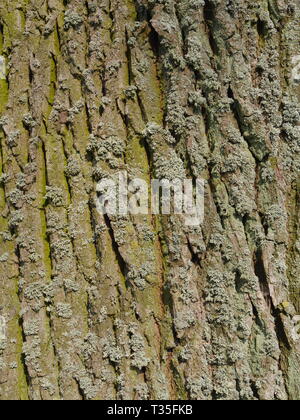 Nahaufnahme der Baumrinde des Rosskastanienbaums, Aesculus hippocastanum Stockfoto