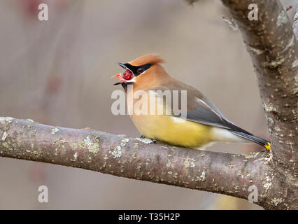 (Cedar waxwing Bombycilla cedrorum) versucht eine große Crabapple, Iowa zu schlucken, USA Stockfoto