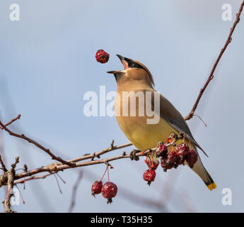 (Cedar waxwing Bombycilla cedrorum) crabapples Essen, Iowa, USA Stockfoto