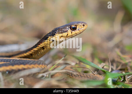 Gemeinsame garter snake (Thamnophis sirtalis) Portrait, Iowa, USA. Stockfoto