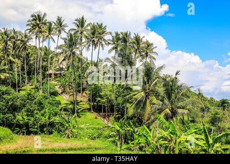 Sumba, Indonesien, Asien Stockfoto