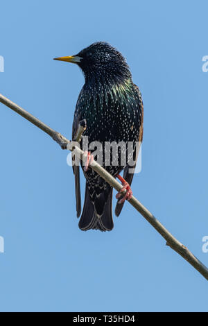 Gemeinsamen Star (Sturnus Vulgaris) Stockfoto