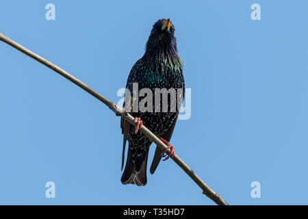 Gemeinsamen Star (Sturnus Vulgaris) Stockfoto
