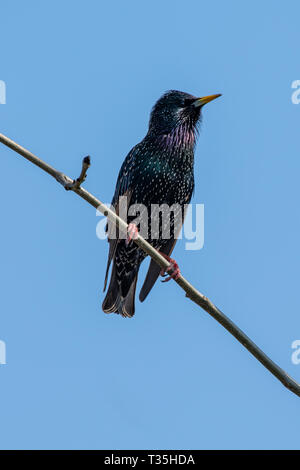 Gemeinsamen Star (Sturnus Vulgaris) Stockfoto