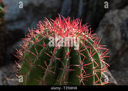 Rote Stacheln auf ein Barrel Kaktus; in der Arizona Sonora Wüste. Stockfoto