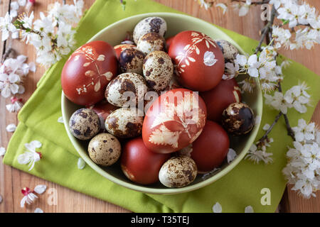 Wachtel und Ostern Eier mit Zwiebeln Schalen mit einem Muster von frischen Kräutern in eine Schüssel gefärbt, mit Kirschblüten Stockfoto