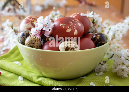 Wachtel und Ostern Eier mit Zwiebeln Schalen mit einem Muster von frischen Kräutern in eine grüne Schale mit Kirschblüten gefärbt Stockfoto