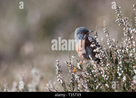 Dartford Warbler, Dunwich Heath, Suffolk Stockfoto