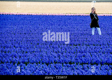 LISSE - een bruidspaar trouwen tulpenvelden staan in de bloei tulp Tulpen, Roos, Rozen, bollenvelden staan in de bloei tijdens de Lente bloembollen Stockfoto