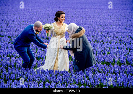 LISSE - een bruidspaar trouwen tulpenvelden staan in de bloei tulp Tulpen, Roos, Rozen, bollenvelden staan in de bloei tijdens de Lente bloembollen Stockfoto