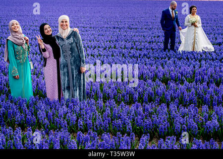 LISSE - een bruidspaar trouwen tulpenvelden staan in de bloei tulp Tulpen, Roos, Rozen, bollenvelden staan in de bloei tijdens de Lente bloembollen Stockfoto