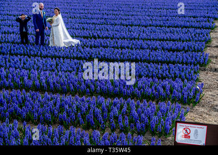 LISSE - een bruidspaar trouwen tulpenvelden staan in de bloei tulp Tulpen, Roos, Rozen, bollenvelden staan in de bloei tijdens de Lente bloembollen Stockfoto